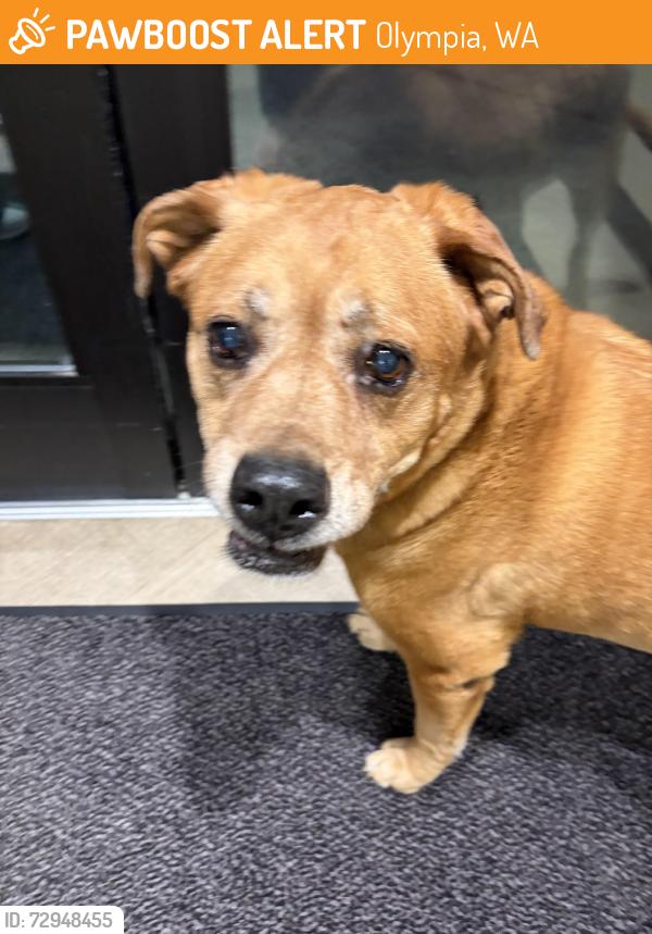 Found/Stray Male Dog last seen North St./ Cain rd intersection , Olympia, WA 98501