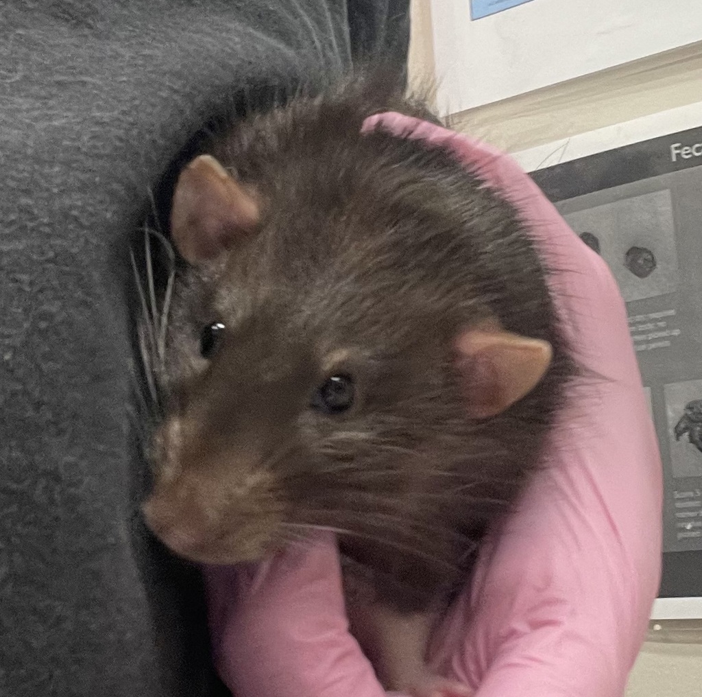 Shelter Stray Male Other last seen Apt 29,740 Washington Heights Road, El Cajon, CA, 92019, El Cajon, CA 92020