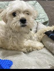Reunited Female Dog last seen Near 47th place s , Birmingham, AL 35222