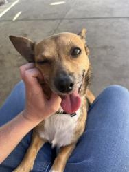 Shelter Stray Female Dog last seen Near Palm Avenue, San Diego, CA, 92154, San Diego, CA 92110