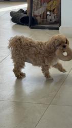 Reunited Female Dog last seen Corrales Rd & Stella Ln , Corrales, NM 87048
