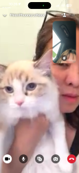 Reunited Female Cat last seen At home, Port Moody, BC V3H 0M2