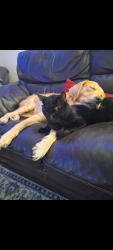 Lost Male Cat last seen Capital mall, Olympia, WA 98502