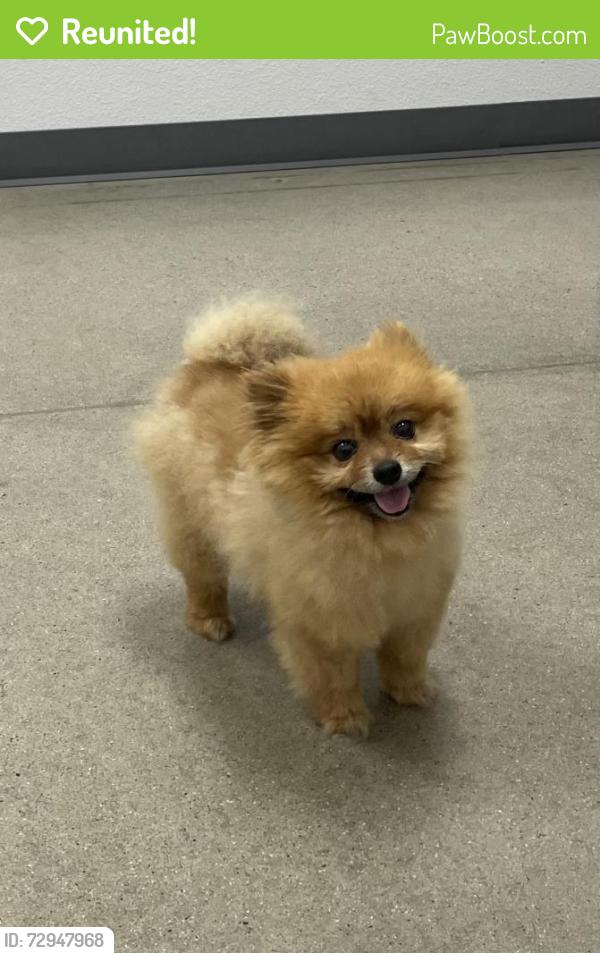 Reunited Male Dog last seen Weldon and Mayfair Dr E, Fresno, CA 93703