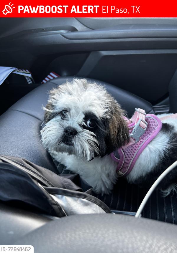 Lost Female Dog last seen Near runway ave, El Paso, TX 79928