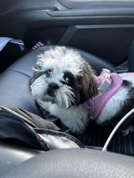 Lost Female Dog last seen Near runway ave, El Paso, TX 79928