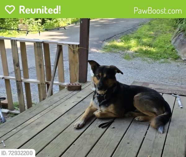 Reunited Male Dog last seen Obes branch/ she'll mountain , Sevier County, TN 37876