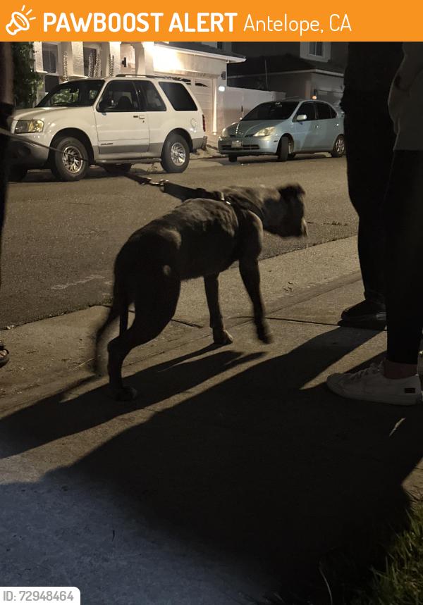 Found/Stray Unknown Dog last seen Sierra gold dr in Antelope , Antelope, CA 95843