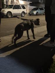 Found/Stray Unknown Dog last seen Sierra gold dr in Antelope , Antelope, CA 95843
