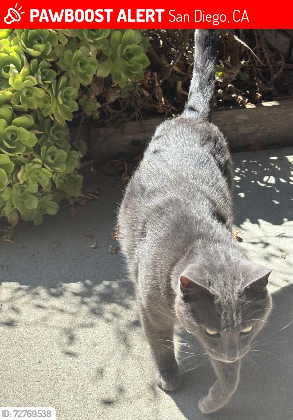 Lost Male Cat last seen Olney and Grand , San Diego, CA 92109