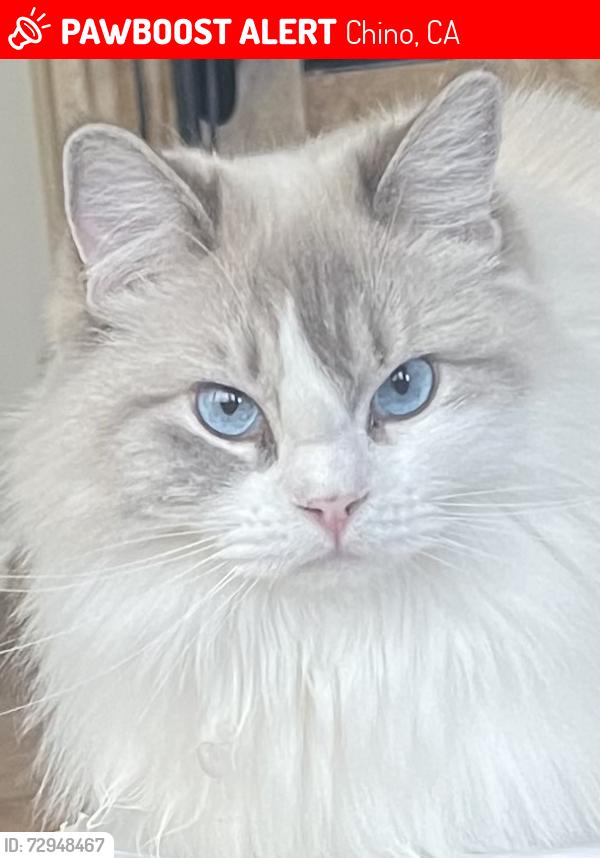 Lost Female Cat last seen rincon meadows, Chino, CA 91708