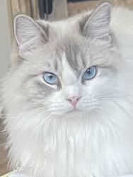 Lost Female Cat last seen rincon meadows, Chino, CA 91708