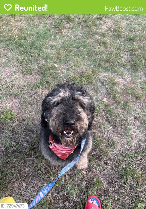 Reunited Male Dog last seen Near Wood St, Gibsonville, NC 27249, USA, Gibsonville, NC 27249