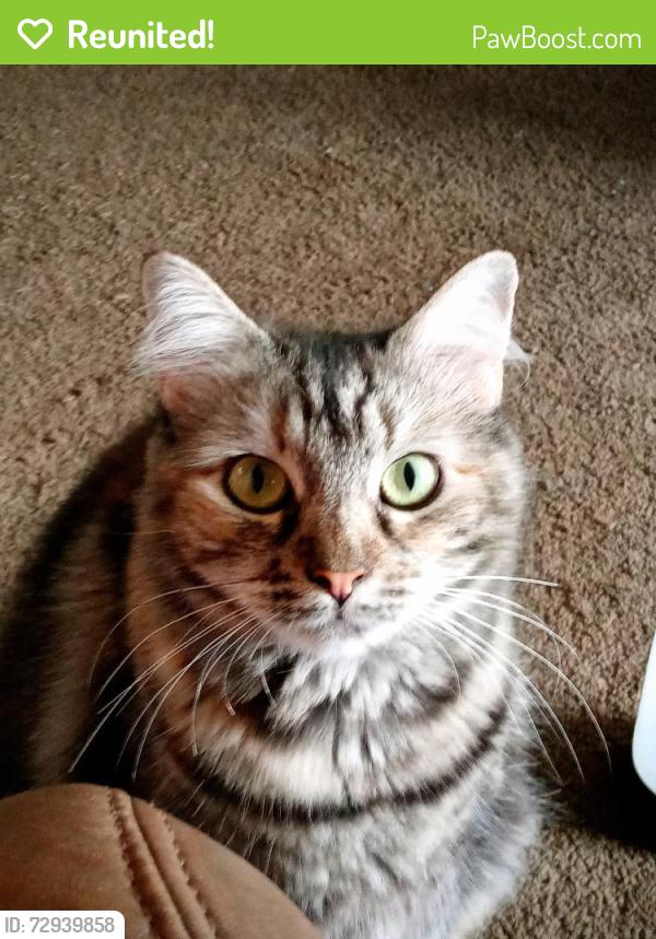 Reunited Female Cat last seen Ocean and pomona area, Long Beach, CA 90803