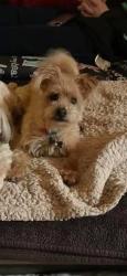 Reunited Male Dog last seen Boulevard near WAWA, Colonial Heights, VA 23834