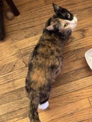 Lost Female Cat last seen 23rd and bellflower blvd, Long Beach, CA 90815