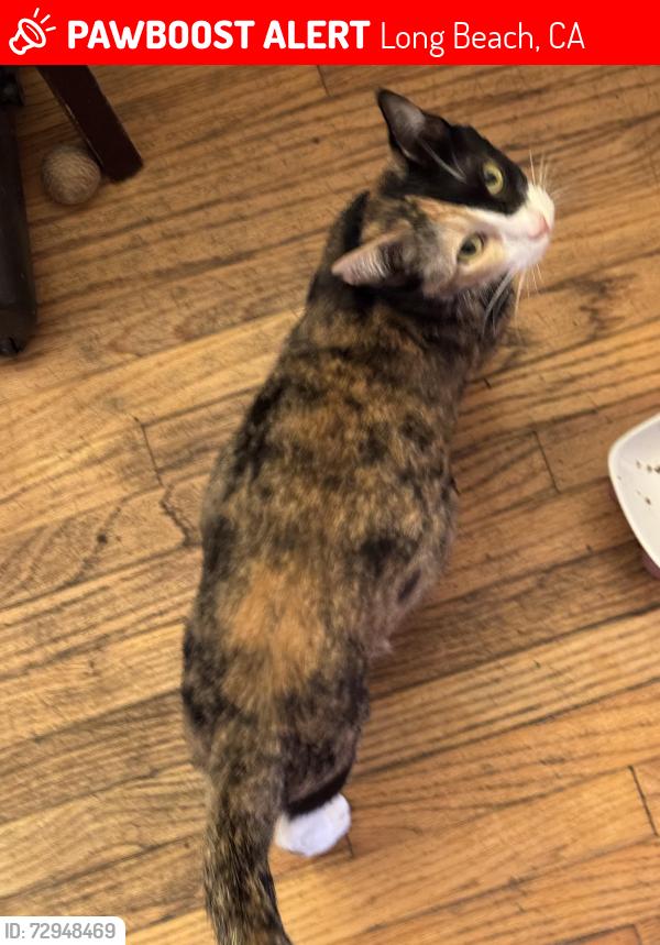 Lost Female Cat last seen 23rd and bellflower blvd, Long Beach, CA 90815