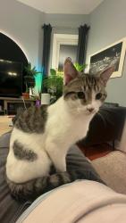Reunited Male Cat last seen Wabansia Ave and Central Park Ave, Chicago, IL 60647
