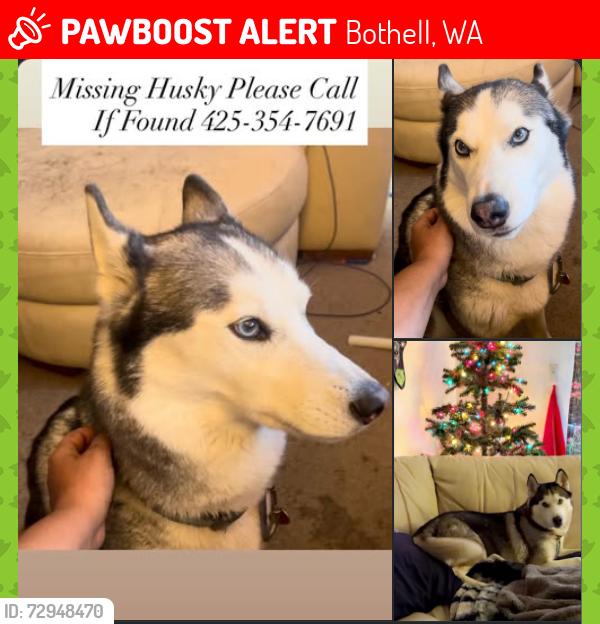 Lost Female Dog last seen Bot off 225th next to FrankLove and Meridian. , Bothell, WA 98021
