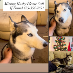 Lost Female Dog last seen Bot off 225th next to FrankLove and Meridian. , Bothell, WA 98021