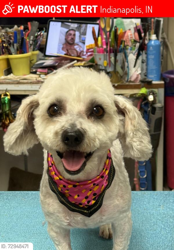Lost Female Dog last seen Tabor and state, Indianapolis, IN 46203
