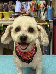 Lost Female Dog last seen Tabor and state, Indianapolis, IN 46203