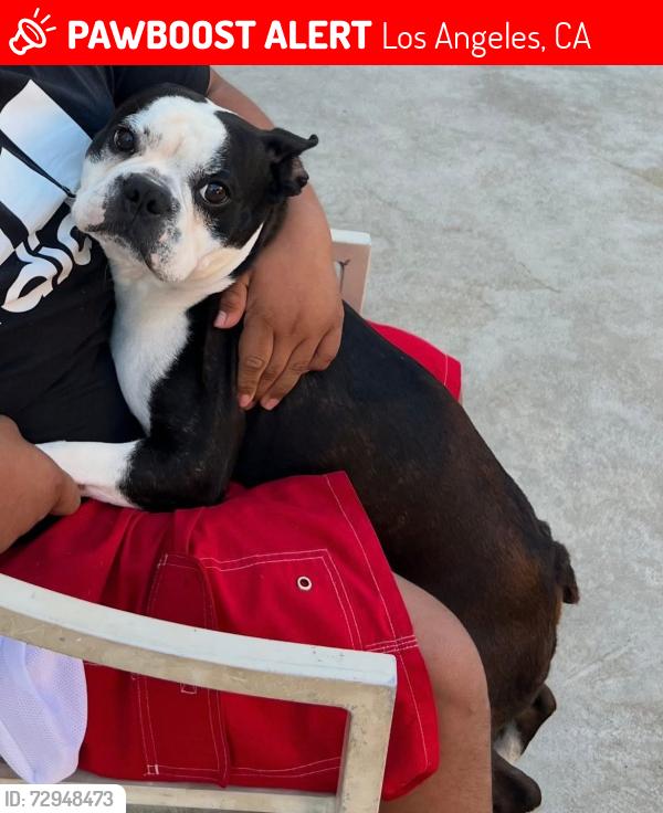 Lost Male Dog last seen Vineland and Valerio ave , Los Angeles, CA 91352