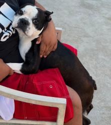 Lost Male Dog last seen Vineland and Valerio ave , Los Angeles, CA 91352