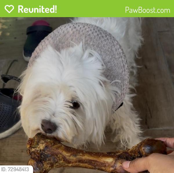 Reunited Female Dog last seen West avenue and Edison st. , San Antonio, TX 78201