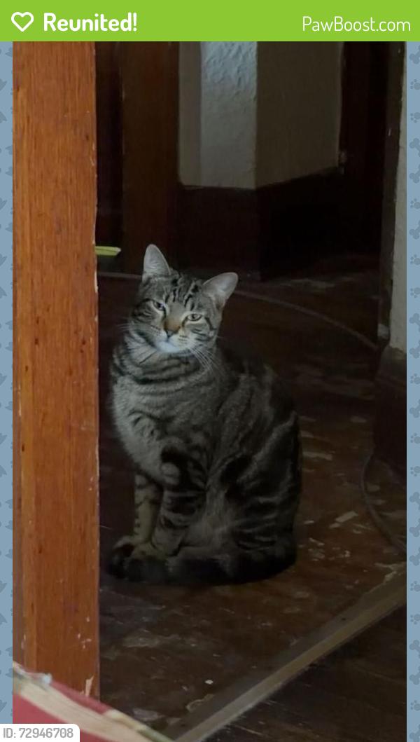 Reunited Male Cat last seen Auer and 45th , Milwaukee, WI 53216