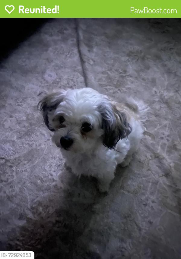 Reunited Female Dog last seen Kenneth St , Riverside, CA 92509