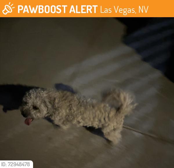 Found/Stray Male Dog last seen Arrow Pl and Silver Lake Dr , Las Vegas, NV 89108