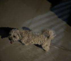 Found/Stray Male Dog last seen Arrow Pl and Silver Lake Dr , Las Vegas, NV 89108