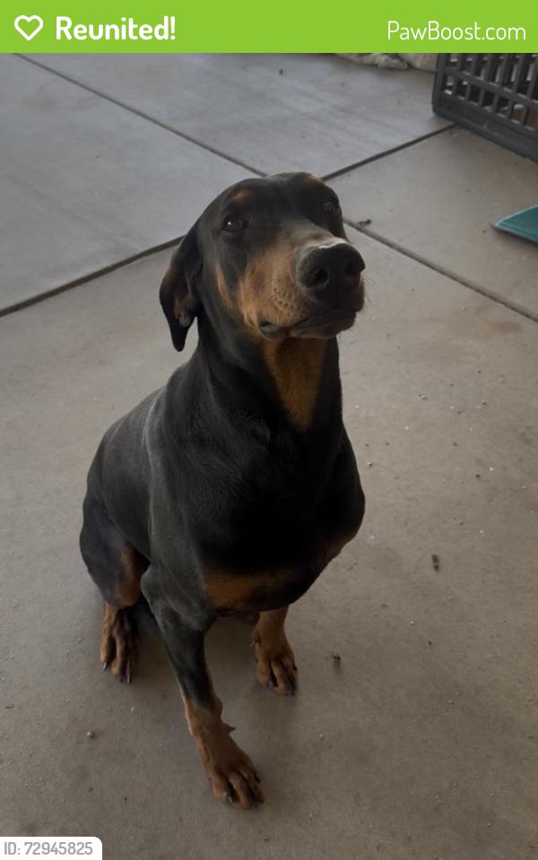 Reunited Male Dog last seen 11th Ave, Hesperia, CA, USA, Hesperia, CA 92340