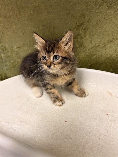Shelter Stray Female Cat last seen Near BLOCK BAXTER ST PERRIS, Jurupa Valley, CA 92509