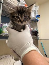Shelter Stray Male Cat last seen Near BLOCK BAXTER ST PERRIS, Jurupa Valley, CA 92509