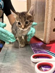 Shelter Stray Female Cat last seen Near BLOCK BAXTER ST PERRIS, Jurupa Valley, CA 92509