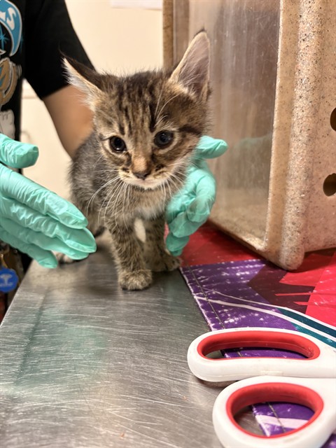 Shelter Stray Female Cat last seen Near BLOCK BAXTER ST PERRIS, Jurupa Valley, CA 92509