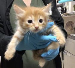 Shelter Stray Male Cat last seen PARK AND PLEASANT, Jurupa Valley, CA 92509