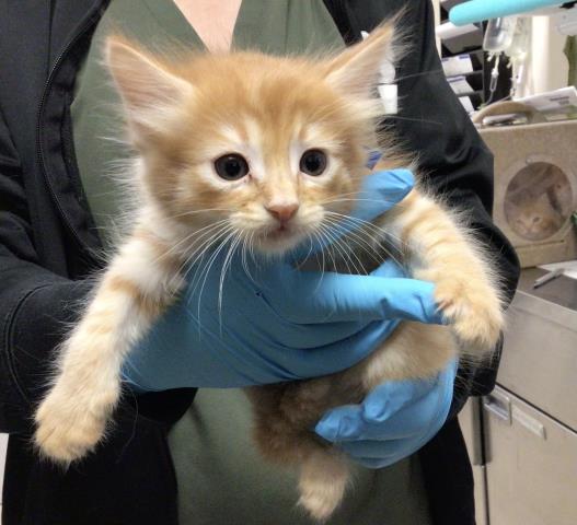 Shelter Stray Male Cat last seen PARK AND PLEASANT, Jurupa Valley, CA 92509