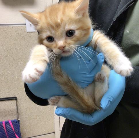 Shelter Stray Male Cat last seen PARK AND PLEASANT, Jurupa Valley, CA 92509