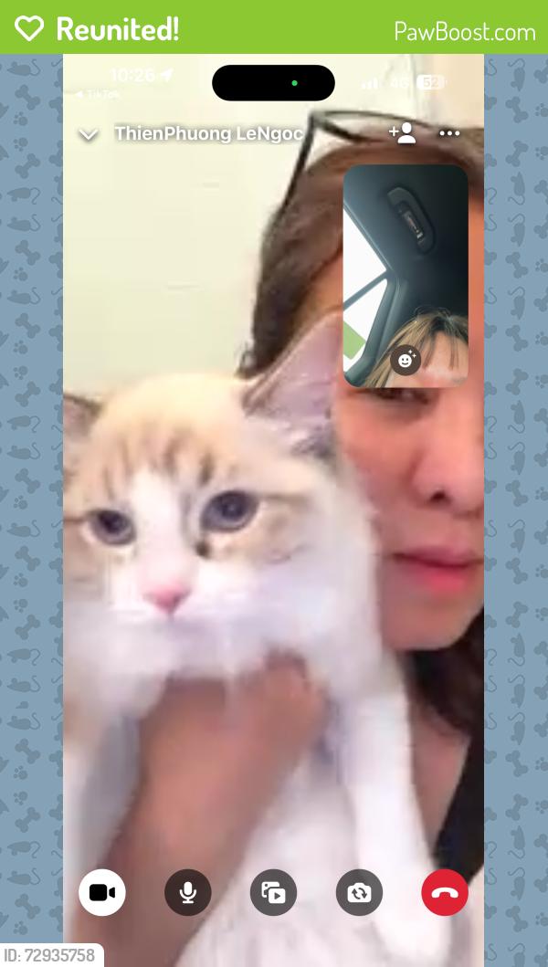 Reunited Female Cat last seen At home, Port Moody, BC V3H 0M2
