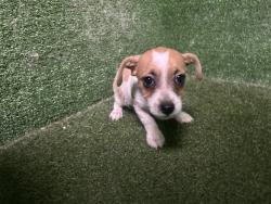 Shelter Stray Male Dog last seen , Quartz Hill, CA 93536