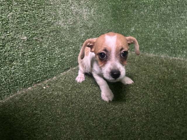 Shelter Stray Male Dog last seen , Quartz Hill, CA 93536