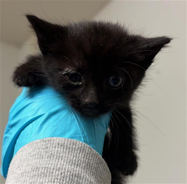 Shelter Stray Female Cat last seen Near BLOCK HARDING AVE, BAKERSFIELD CA 93308, Bakersfield, CA 93308