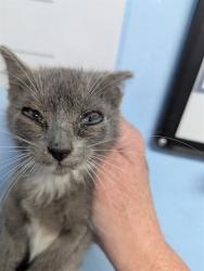 Shelter Stray Female Cat last seen Near BLOCK HAGEMAN RD, BAKERSFIELD CA 93314, Bakersfield, CA 93308