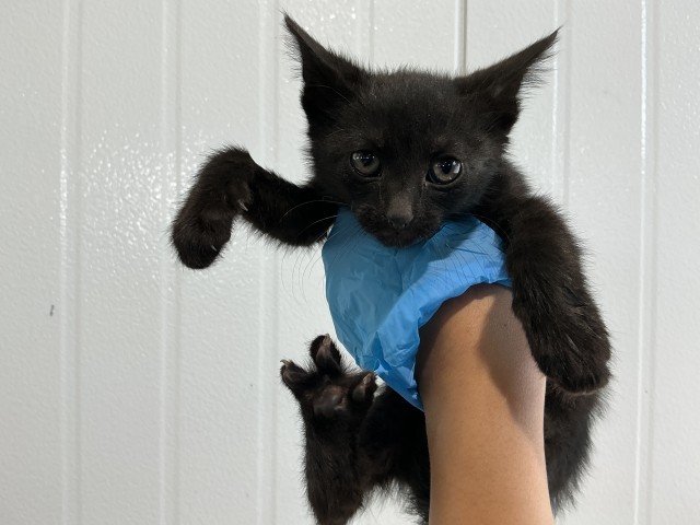 Shelter Stray Female Cat last seen MT VIEW AND COTTON, San Bernardino, CA 92401