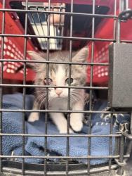 Shelter Stray Female Cat last seen , Bakersfield, CA 93307