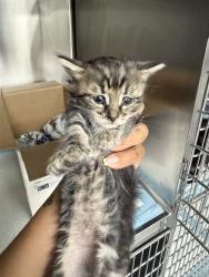 Shelter Stray Male Cat last seen DUMPED IN BOX, Bakersfield, CA 93307