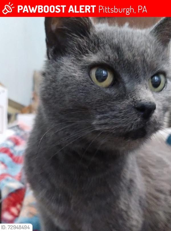 Lost Female Cat last seen Friendship Ave, Pittsburgh, PA 15224